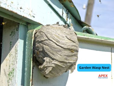Wasp Nest Removal Sheffield