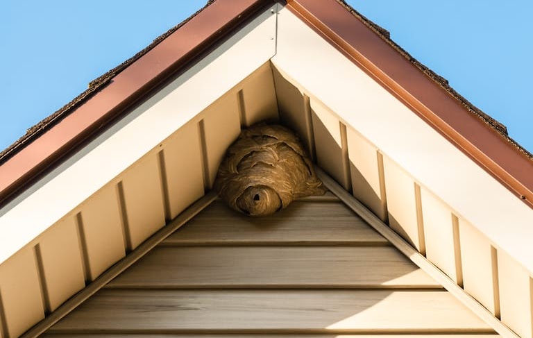 wasp-nest-removal-near-me