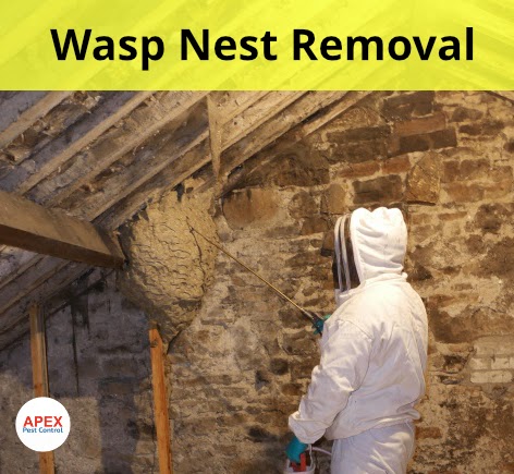 Wasps-nests-Loft
